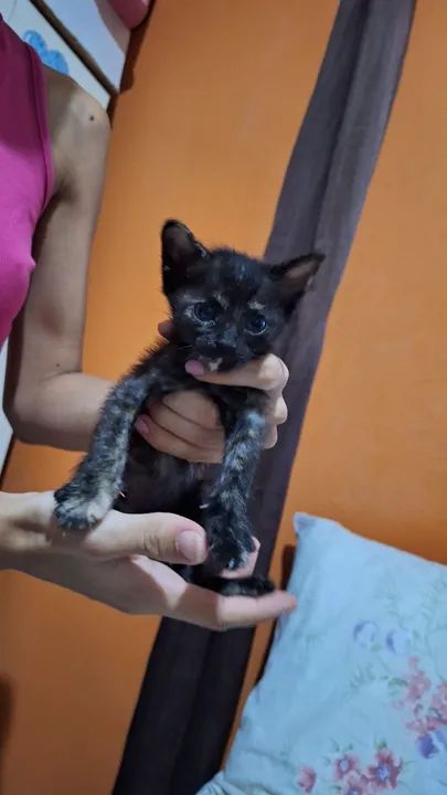 4 Gatinhos fofos e carinhosos para adoção - Foto 4
