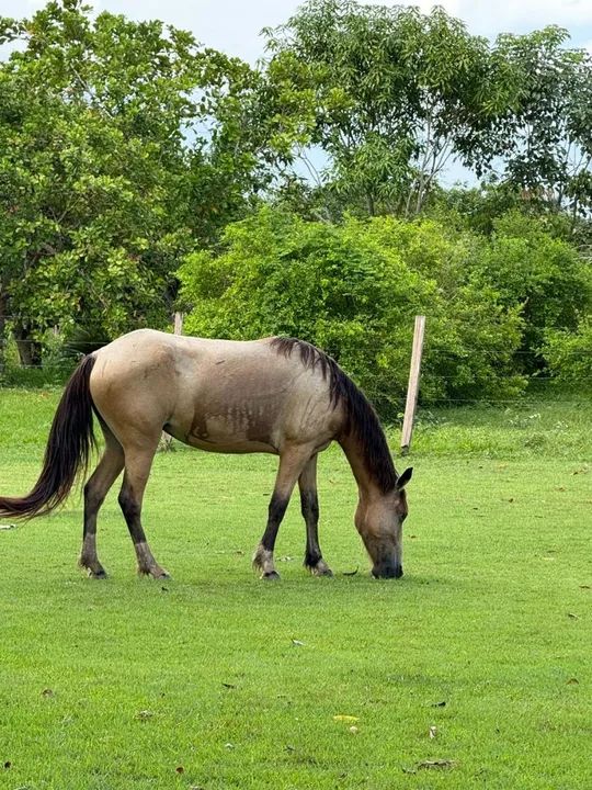 Cavalo para venda .Aceito proposta .