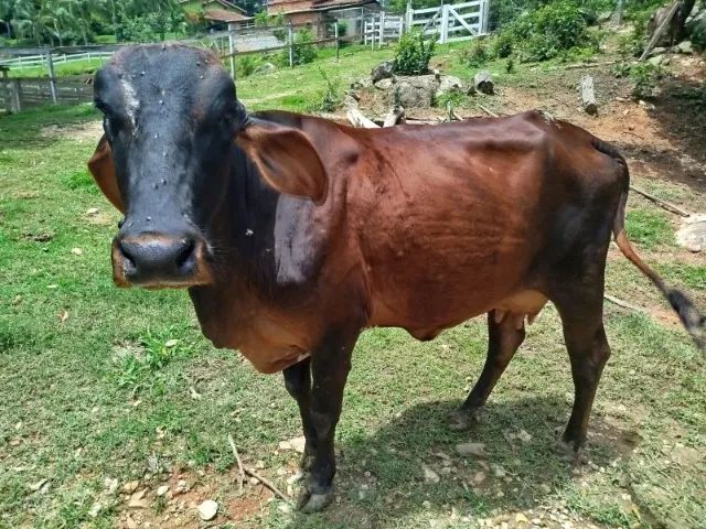 Vaca Girolando em lactação / prenha - Foto 2