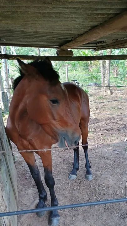 Cavalo para doma - Foto 4
