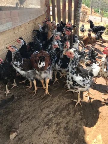 GALINHA SERTANEJA BALÃO - GSB DA AKALU - Foto 3