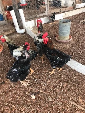 GALINHA SERTANEJA BALÃO - GSB DA AKALU - Foto 6