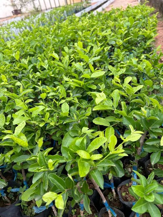 Mudas frutíferas  - Foto 2