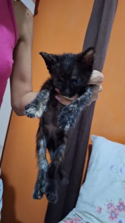 4 Gatinhos fofos e carinhosos para adoção - Foto 5