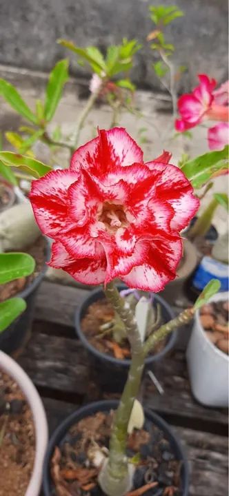 Rosa do deserto adulta com 3 tipos de flores (enxertada) - Foto 5