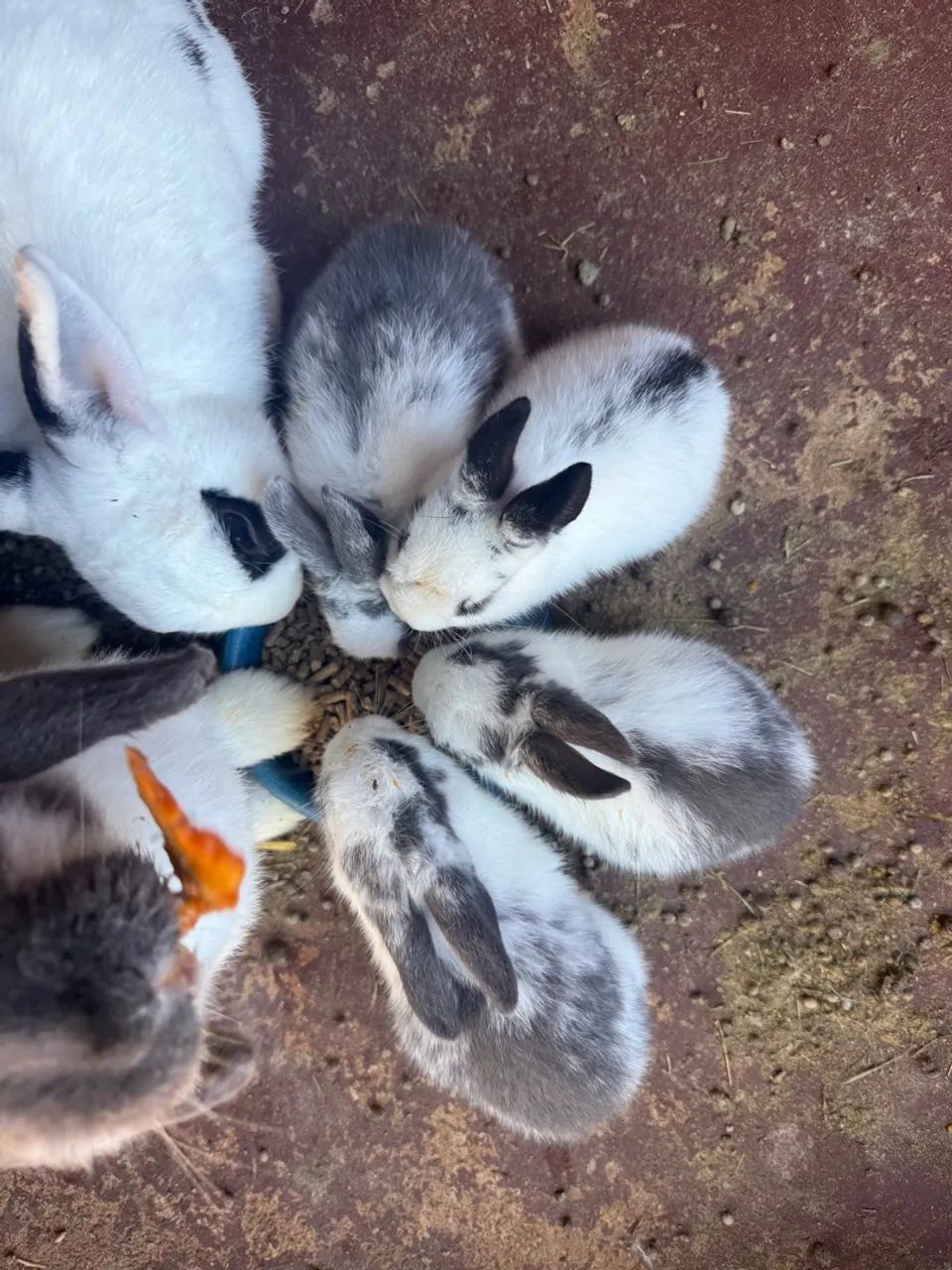 Mini coelhos  - Foto 3