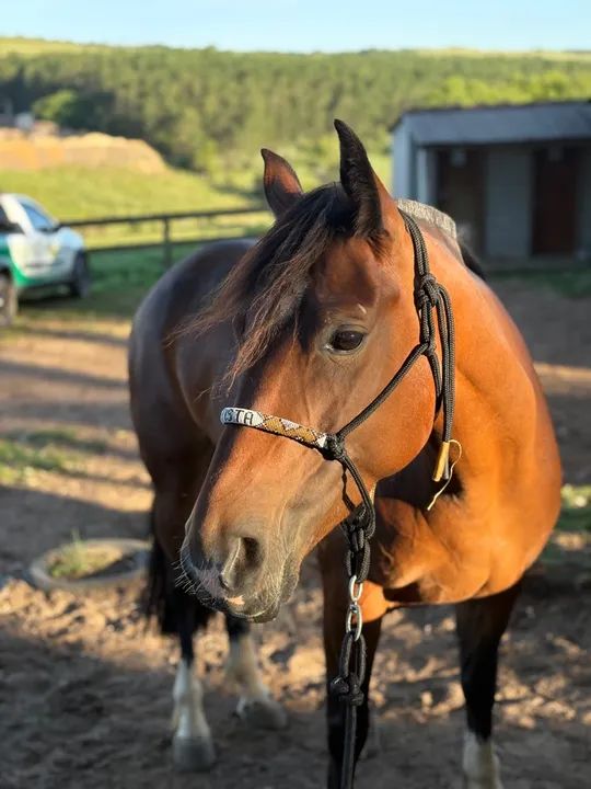 Égua craque de laço - Foto 3