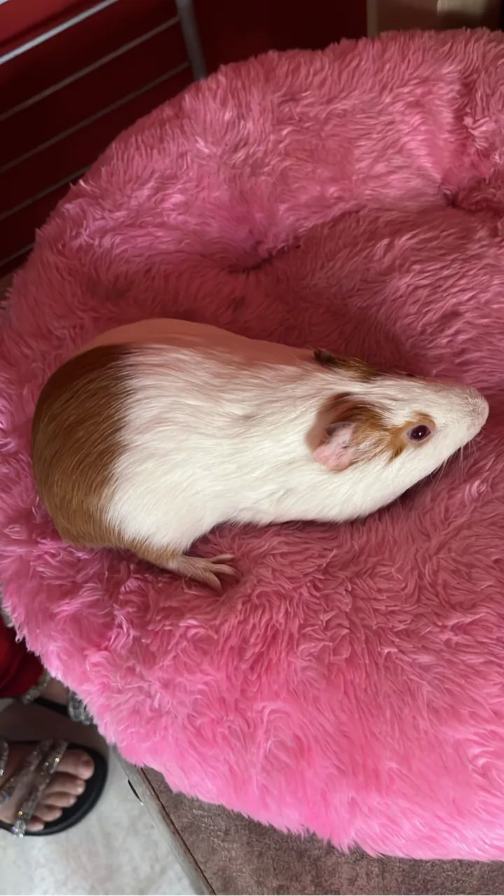 Porquinho da índia  - Foto 5