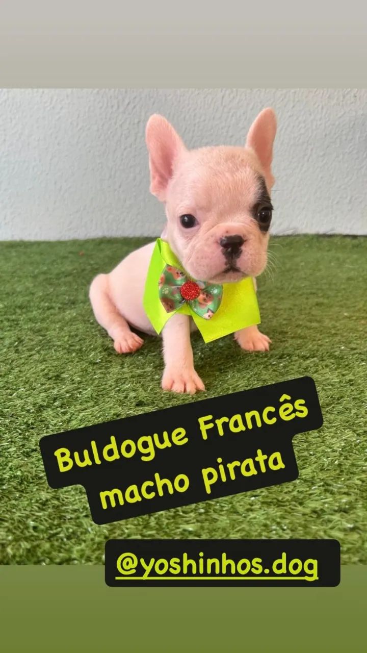 Buldogue Francês macho & Femea de pronta entrega
