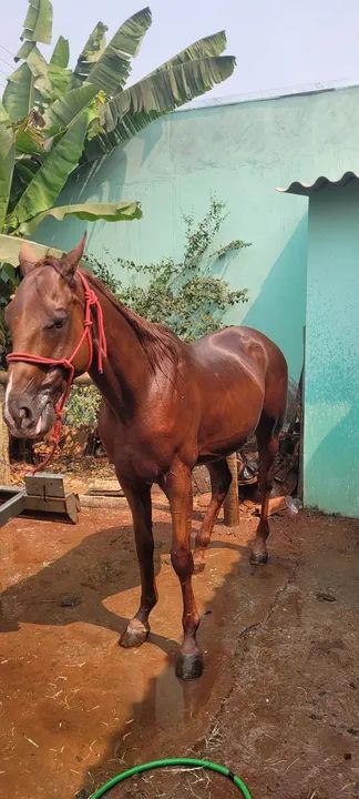 Cavalo PSI top - Foto 2