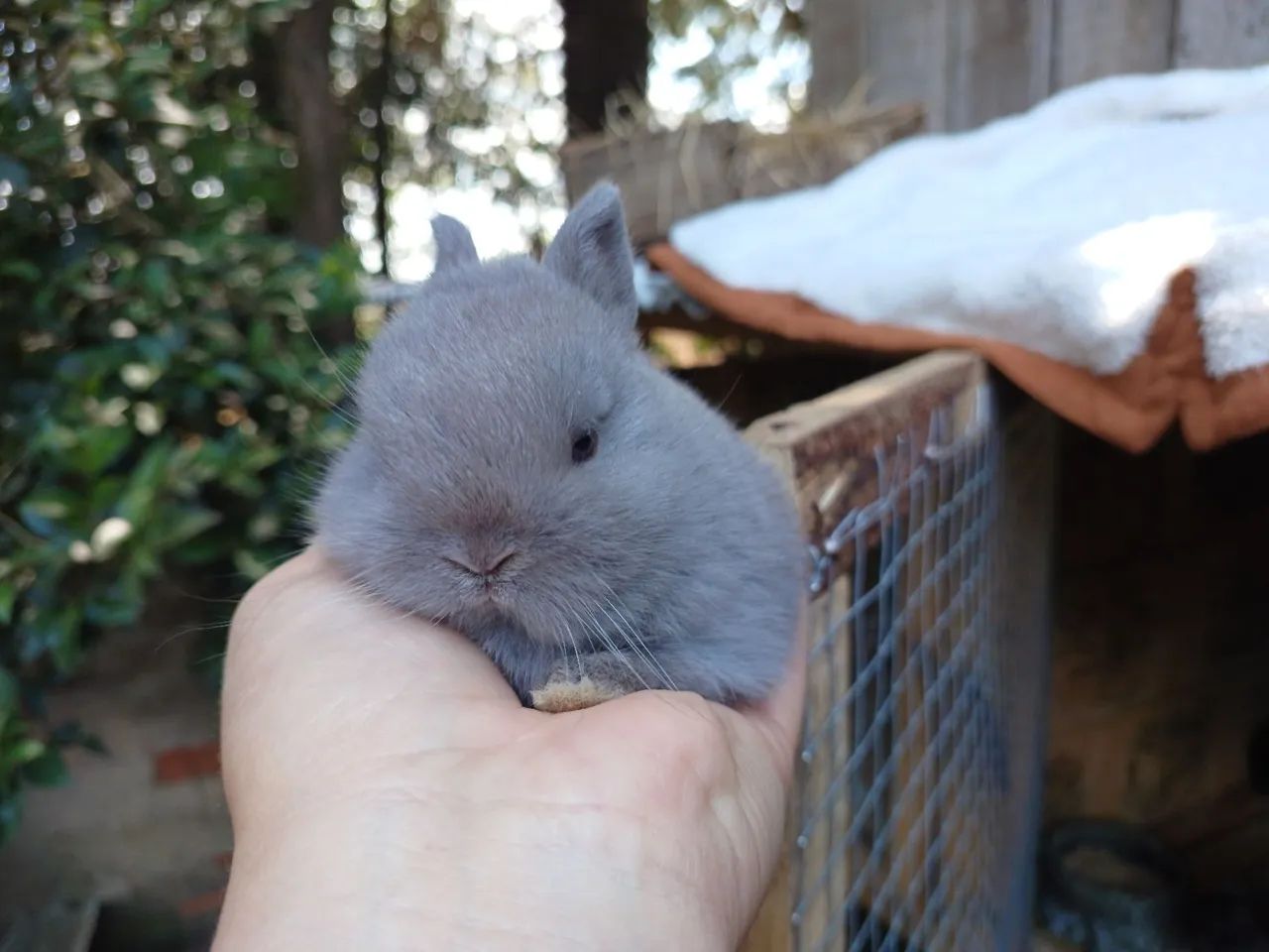 Coelho anão netherland 