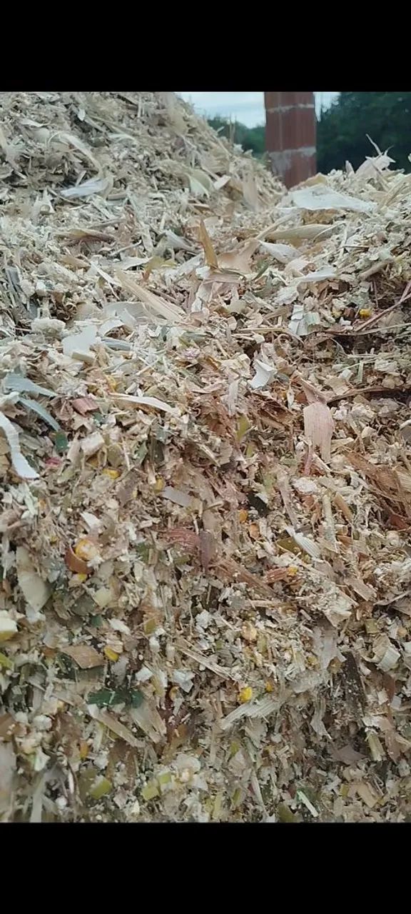 Silagem de milho com espiga - Foto 3