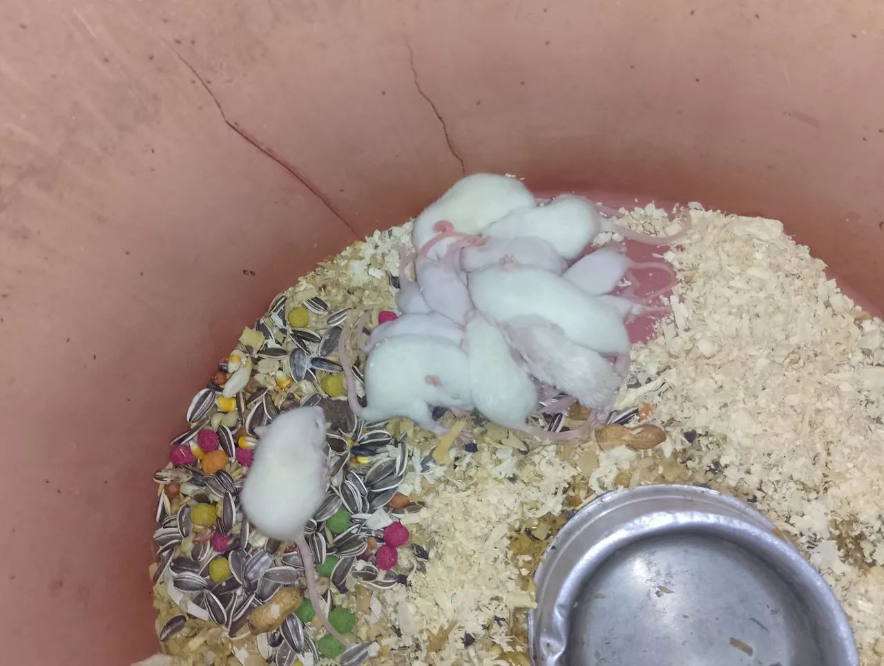 Ratos Twister brancos à venda - Foto 2