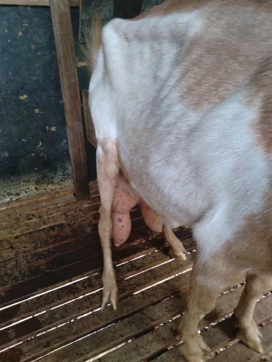 Cabra leiteira a venda  - Foto 2