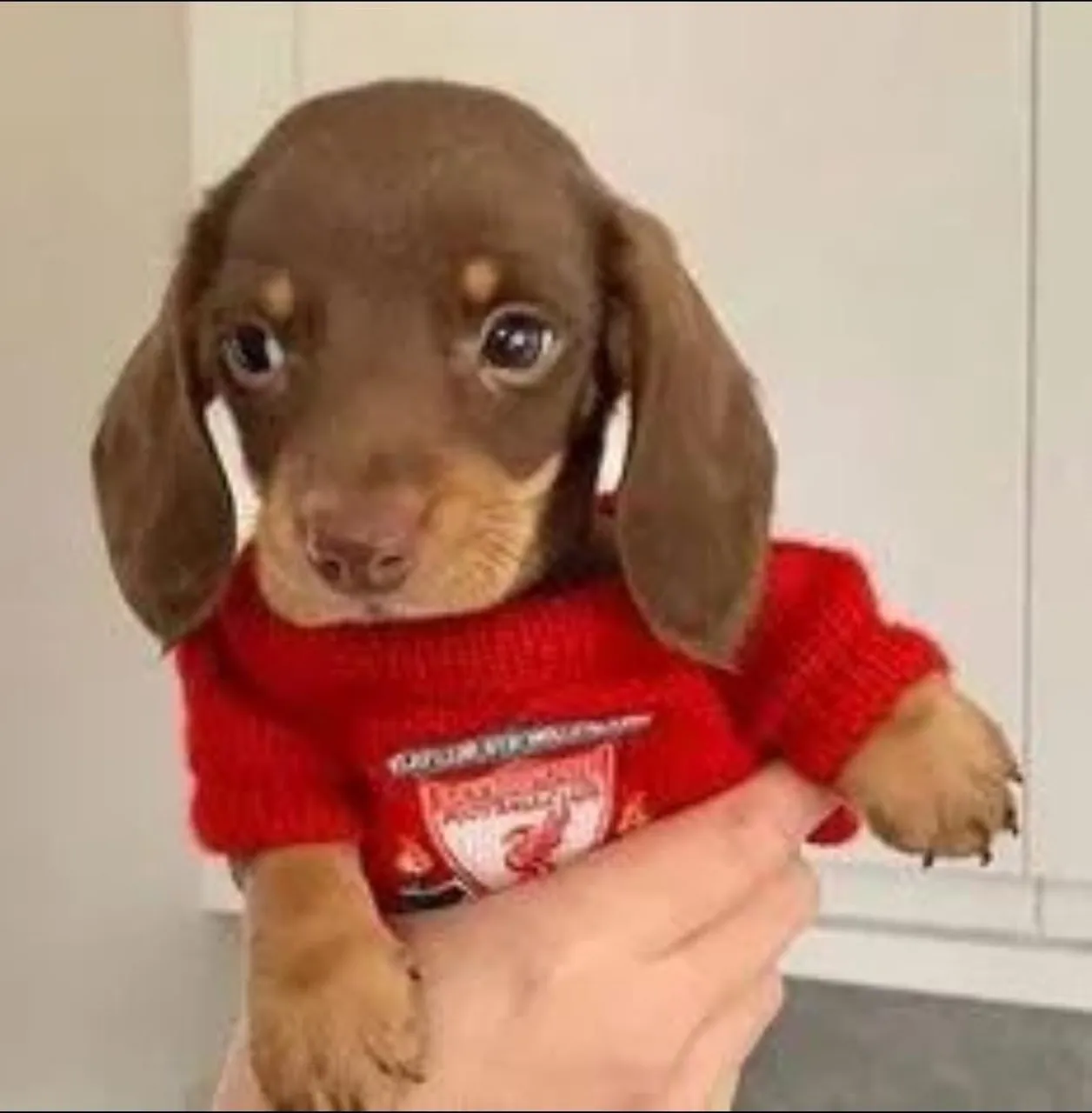 Dachshund - Basset anão - teckel miniatura- salsicha