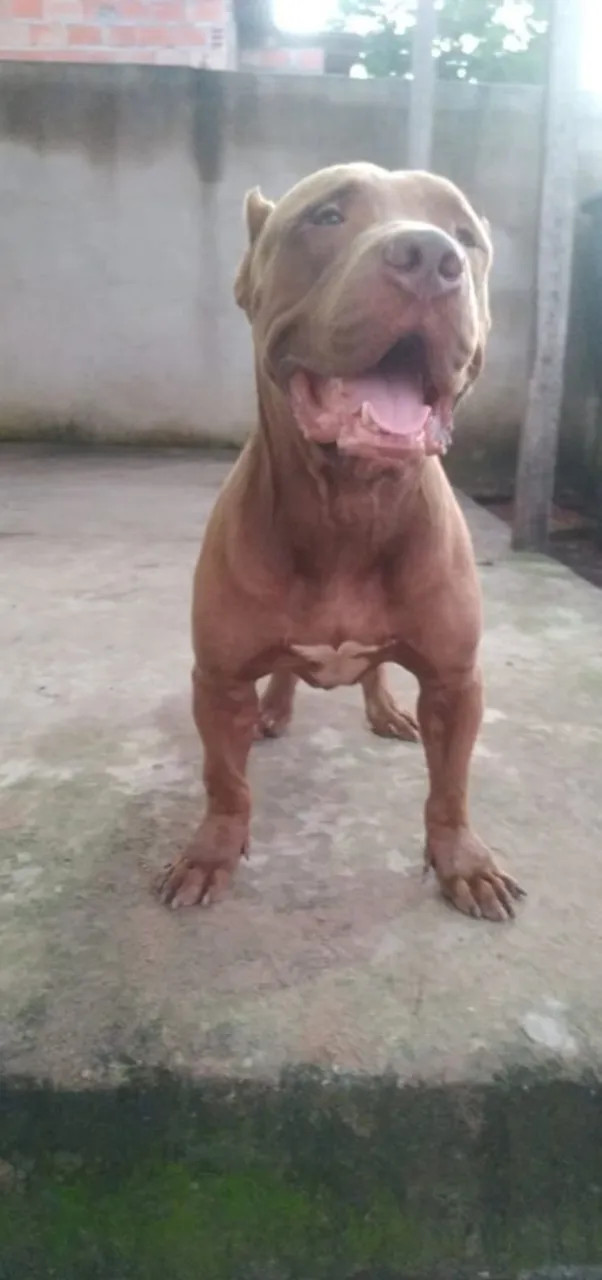Vendo filho de pitmonster X pitbul