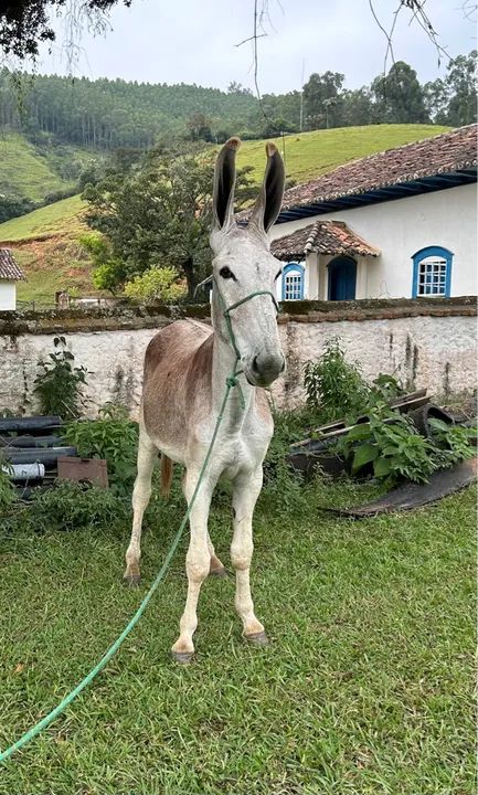 Jumento Pega Marchador - Foto 3