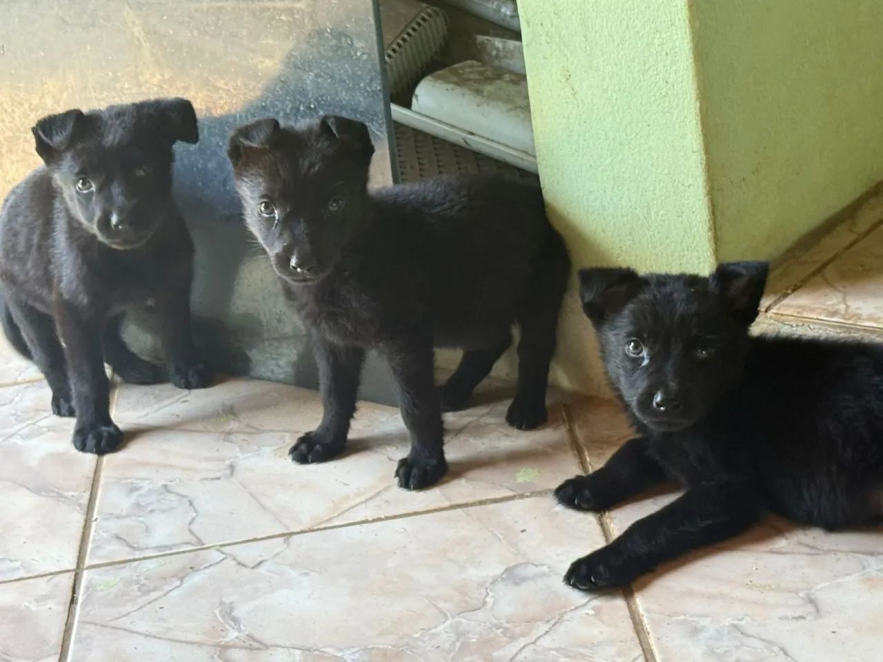 Filhote Pastor Alemão -200,00 p sair rápido  - Foto 6