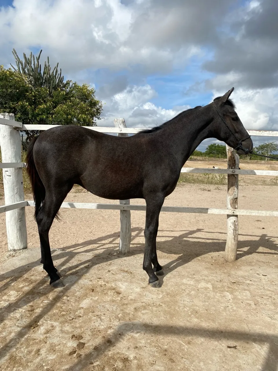 Potro mangalarga marchador 