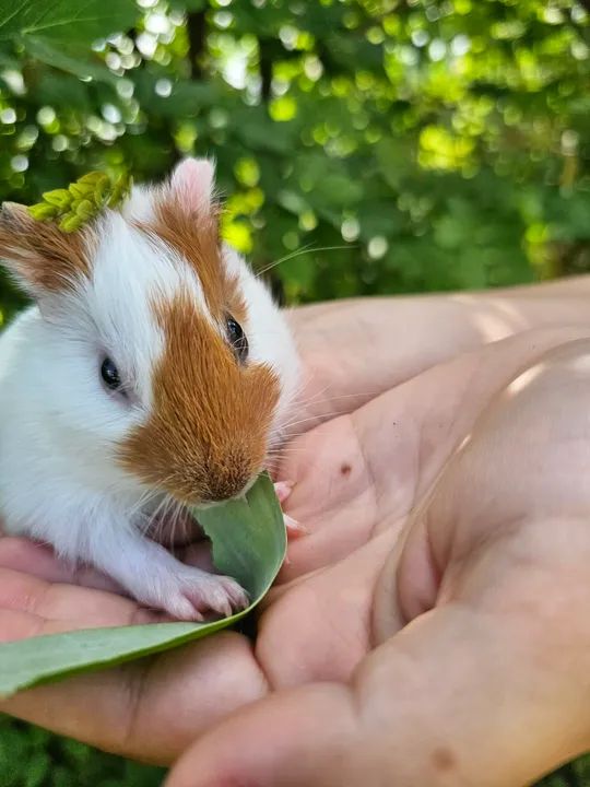 Porquinho da india fêmea - Foto 4