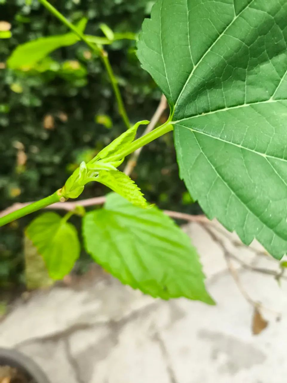 Bonsai Amora  - Foto 6