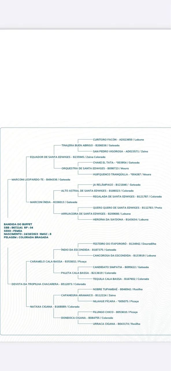 Potranca crioula - Foto 3