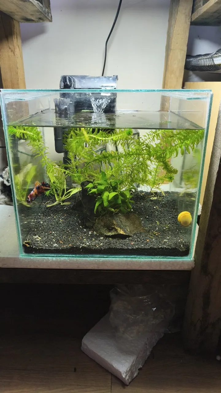 Aquário 17,5 Litros (Cubo de 27cm) Completo