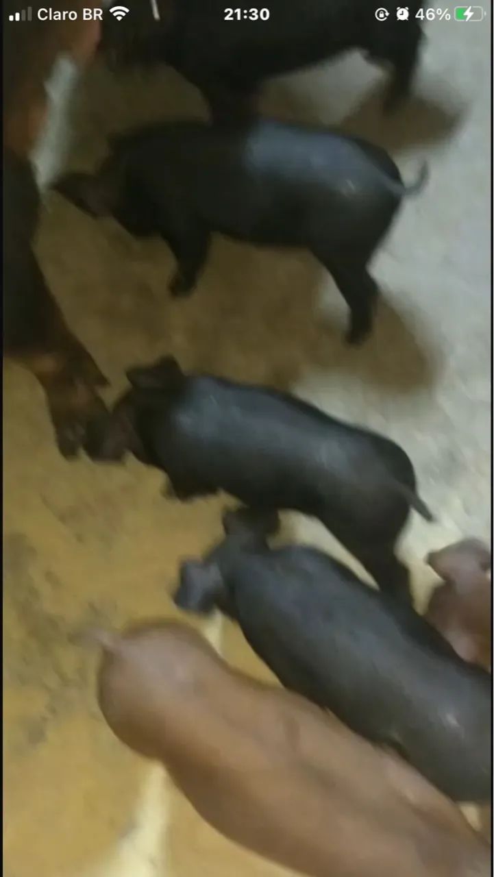 Porco, leitão, duroc, black e black faixa  - Foto 3
