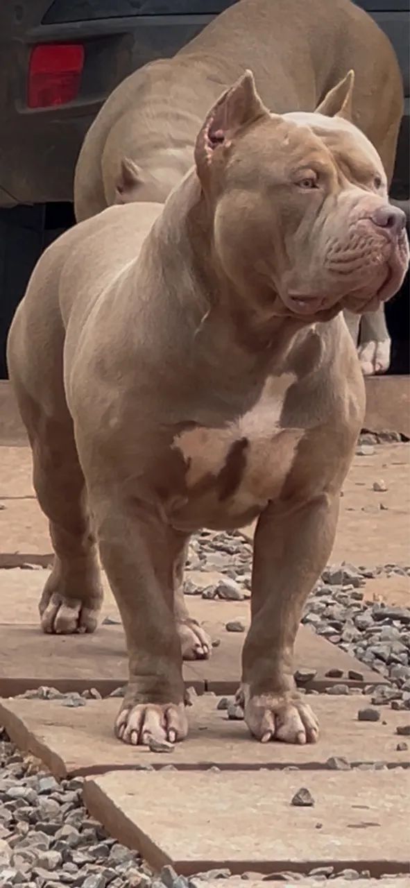 Filhotes Pitmonster, Pitbull ?oversize?, Bully XL