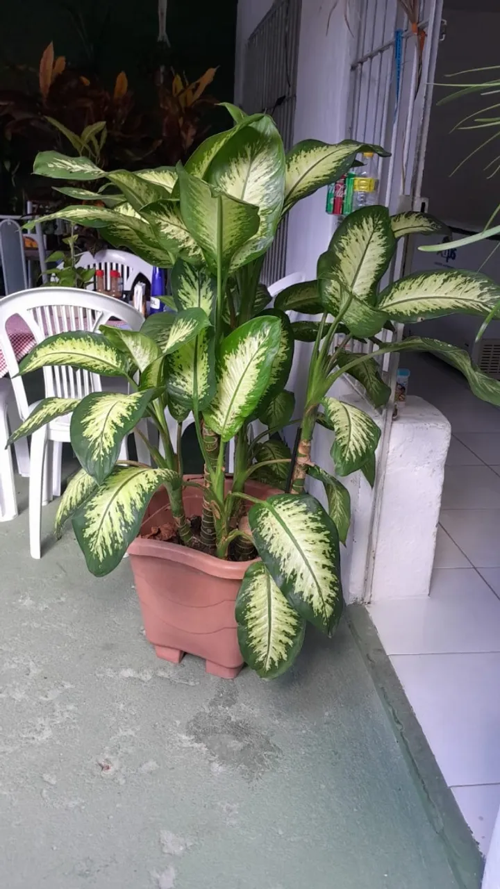 4 Plantas com mais de 1 metro de altura