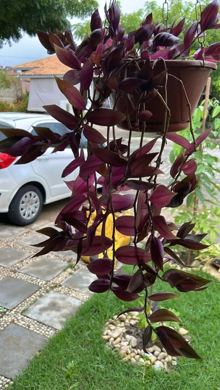 Mudas de plantas variadas