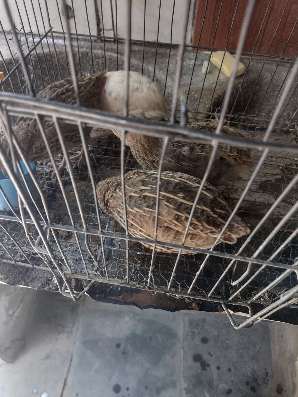 Codornas 64304356285570122