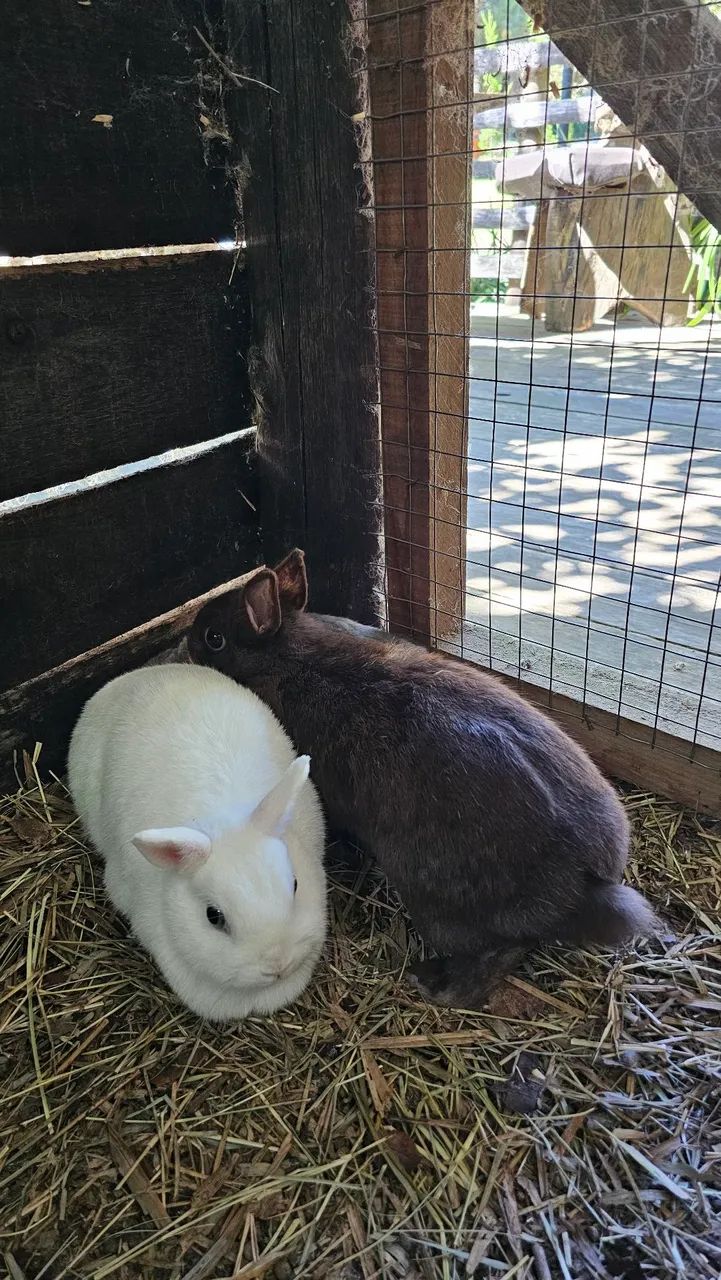 Mini coelho 64639700514690122