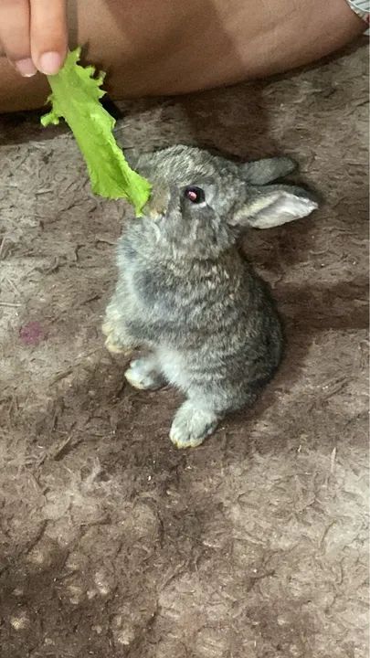Coelhinho fofinho 