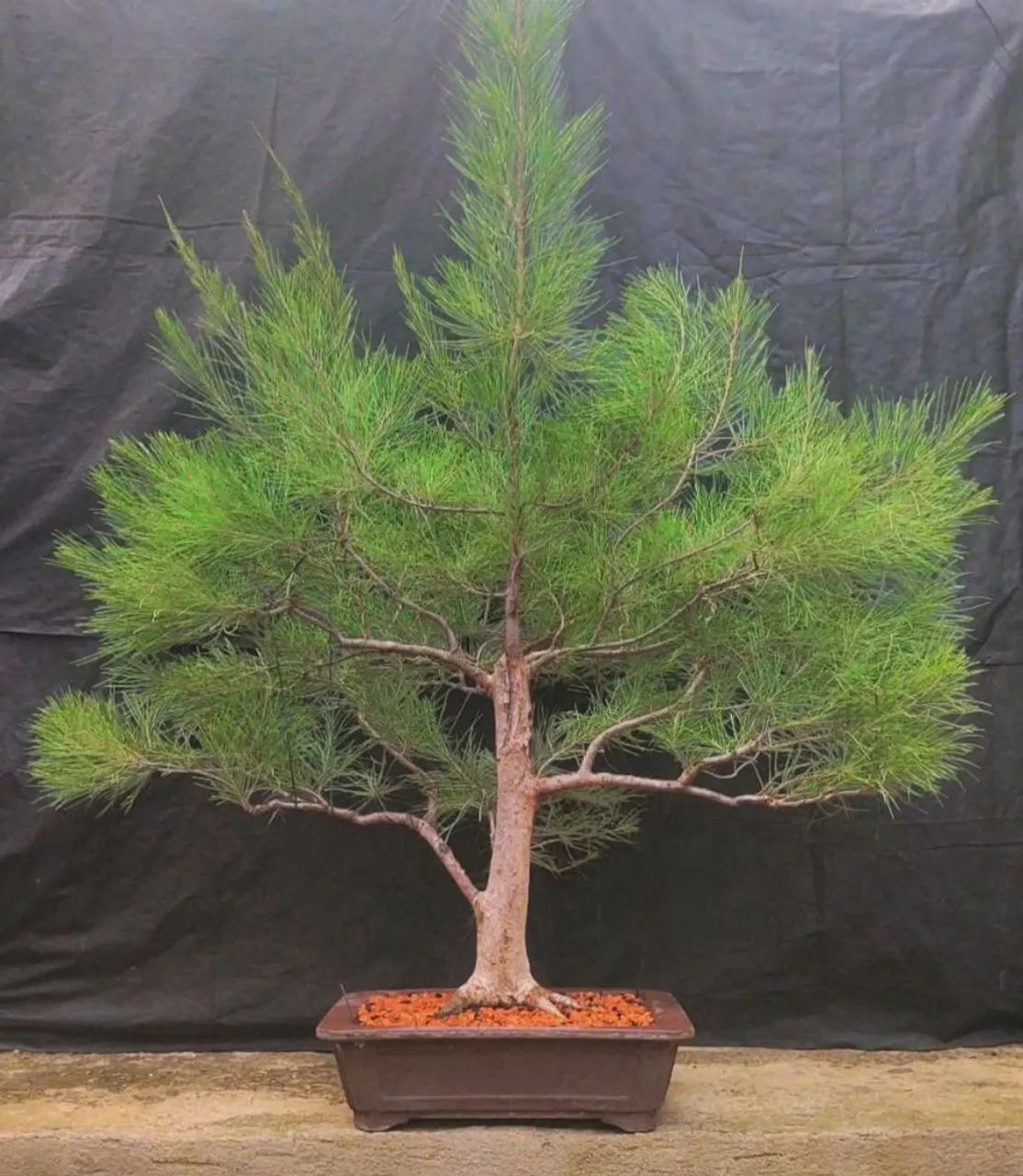 Bonsai, Pré-Bonsai e Vasos - Foto 3