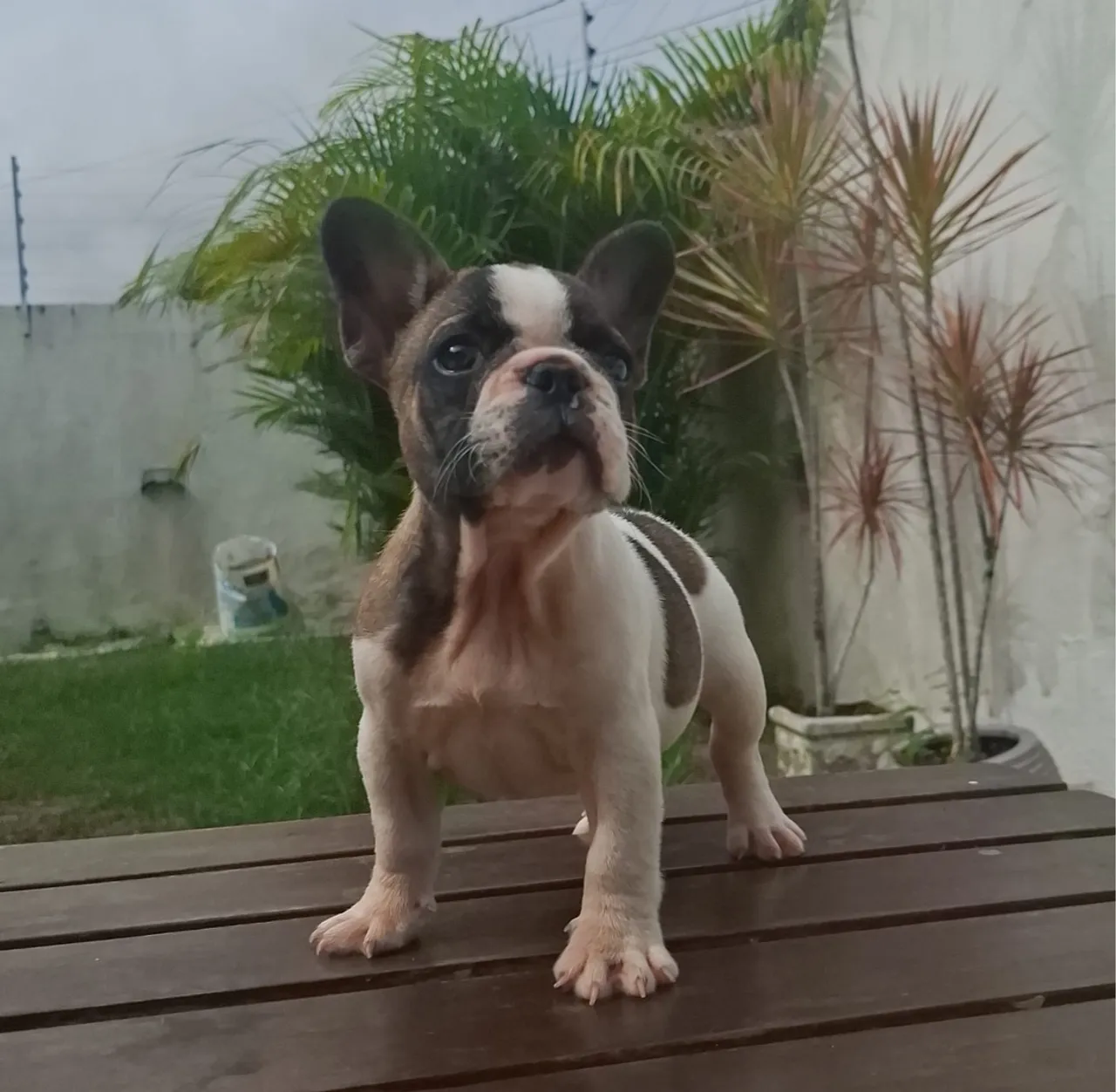 Filhote de Bulldog Francês