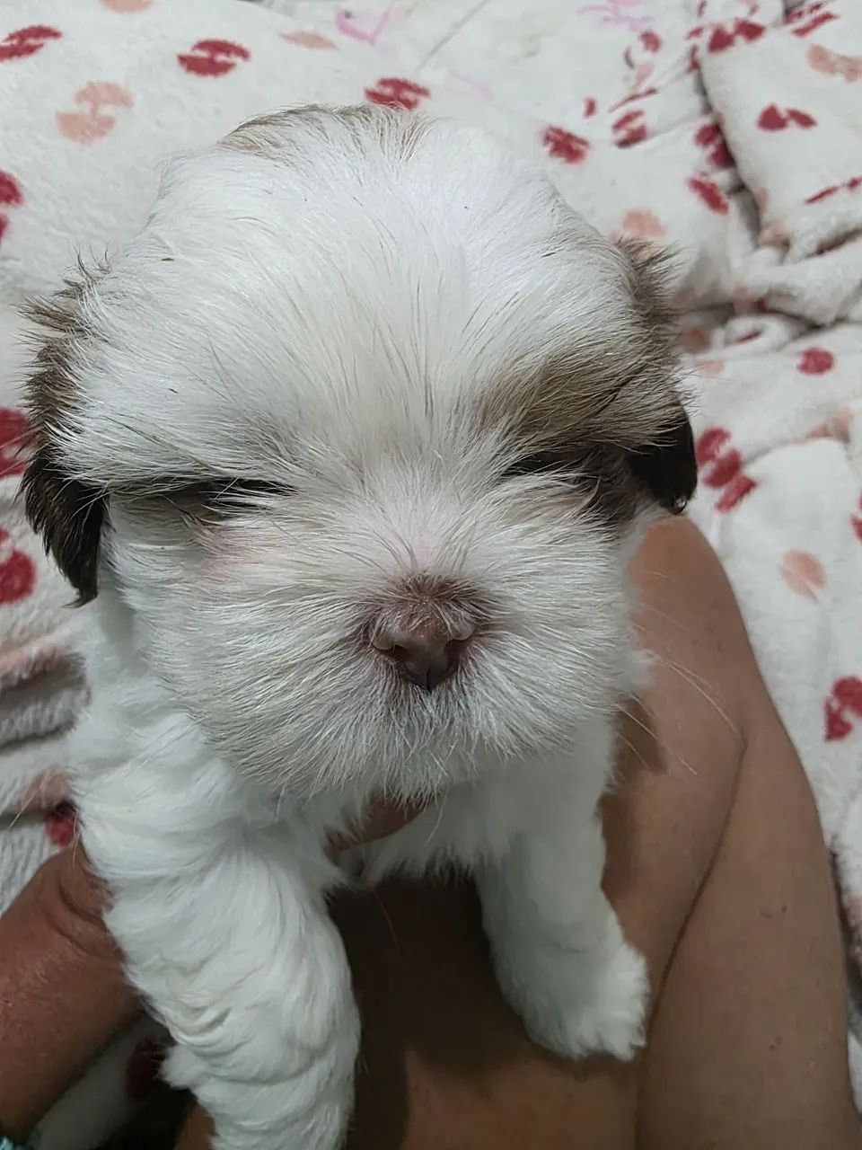 Vende-se filhotes de Lhasa Apso 
