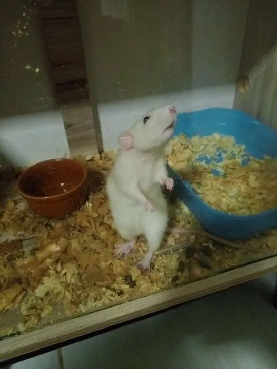 Venda ou troca  - Foto 4