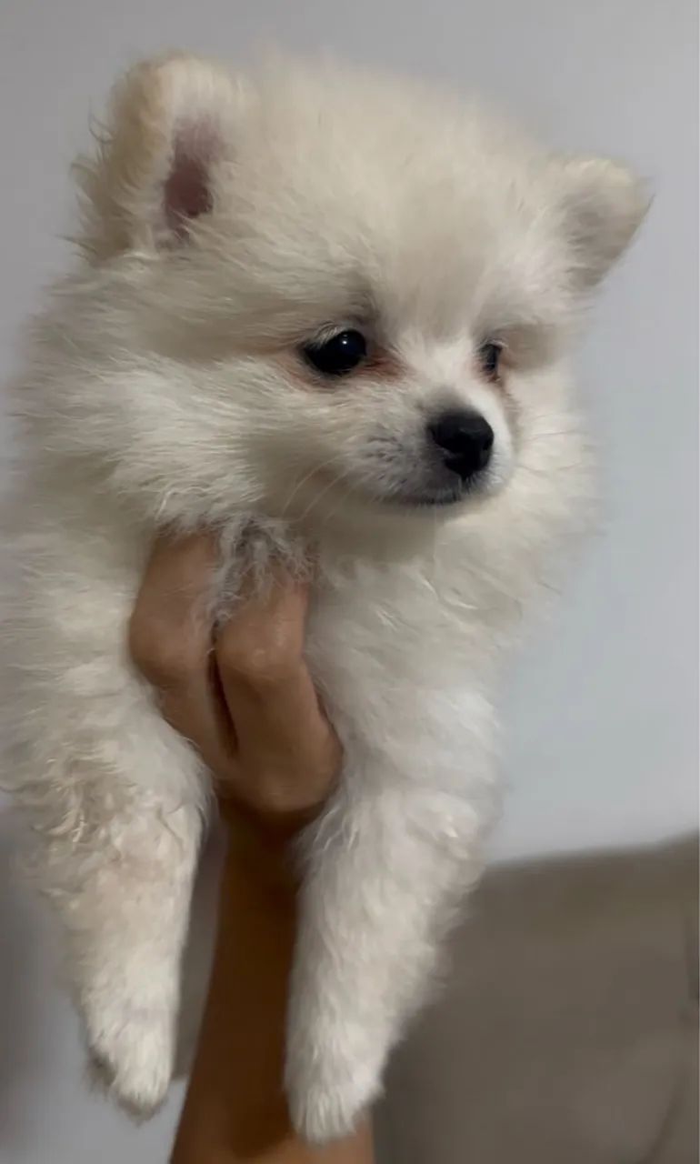 Fêmea de Spitz Alemão - Branca, 45 dias - Foto 3