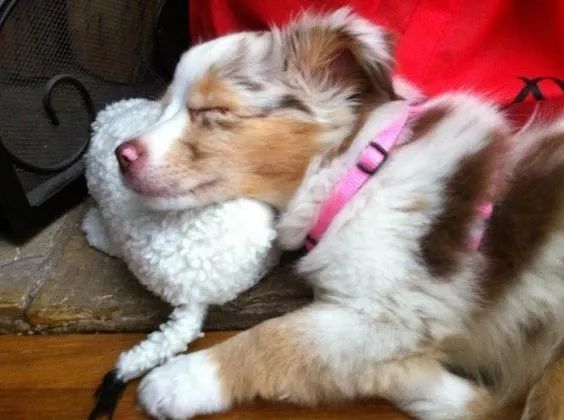  Fêmeas de Pastor Australiano! ?