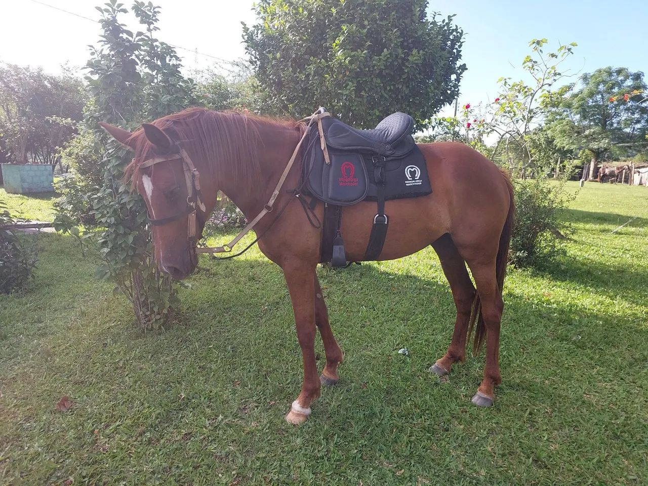 Potra Quarto de Milha - Foto 4