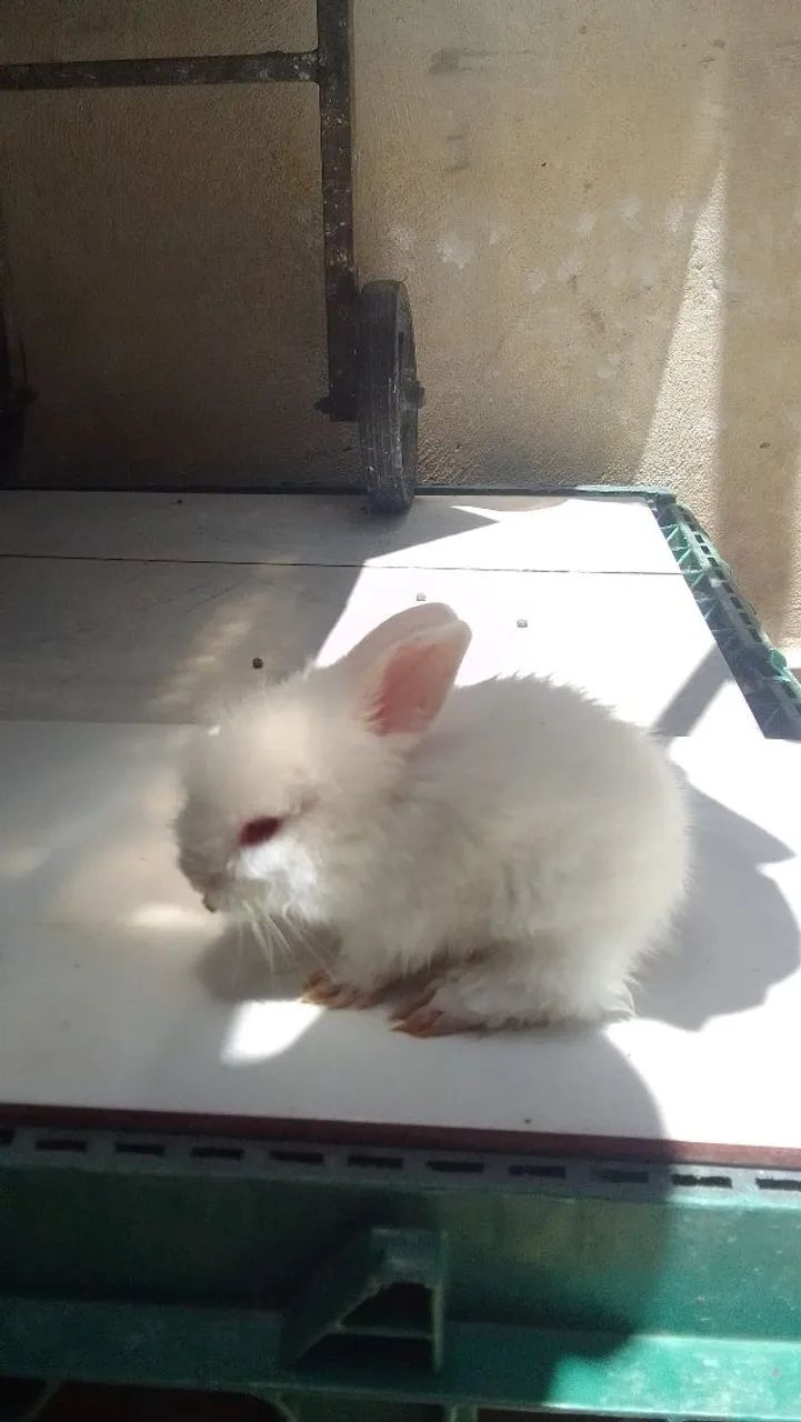 Coelho Lion Head 49,90 - Foto 5