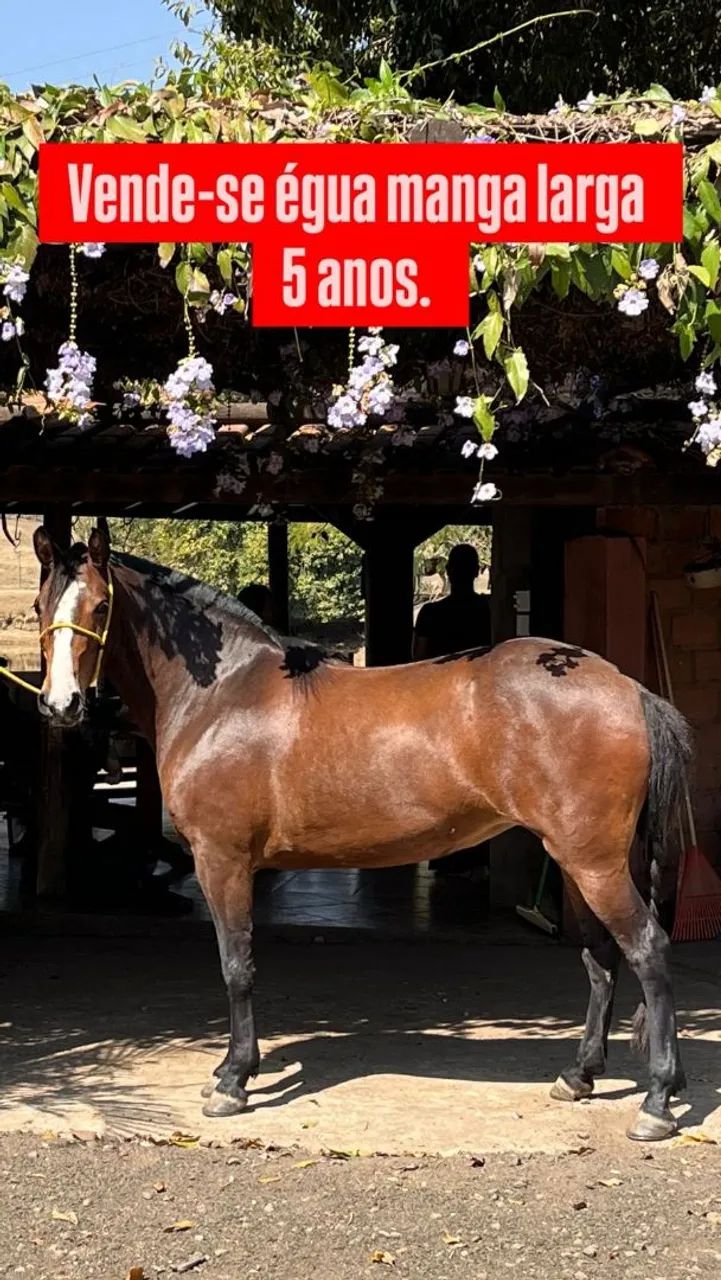 VENDO EGUA MANGA LARGA