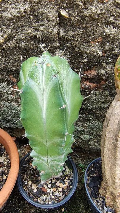 Cacto Cereus Peruvianus