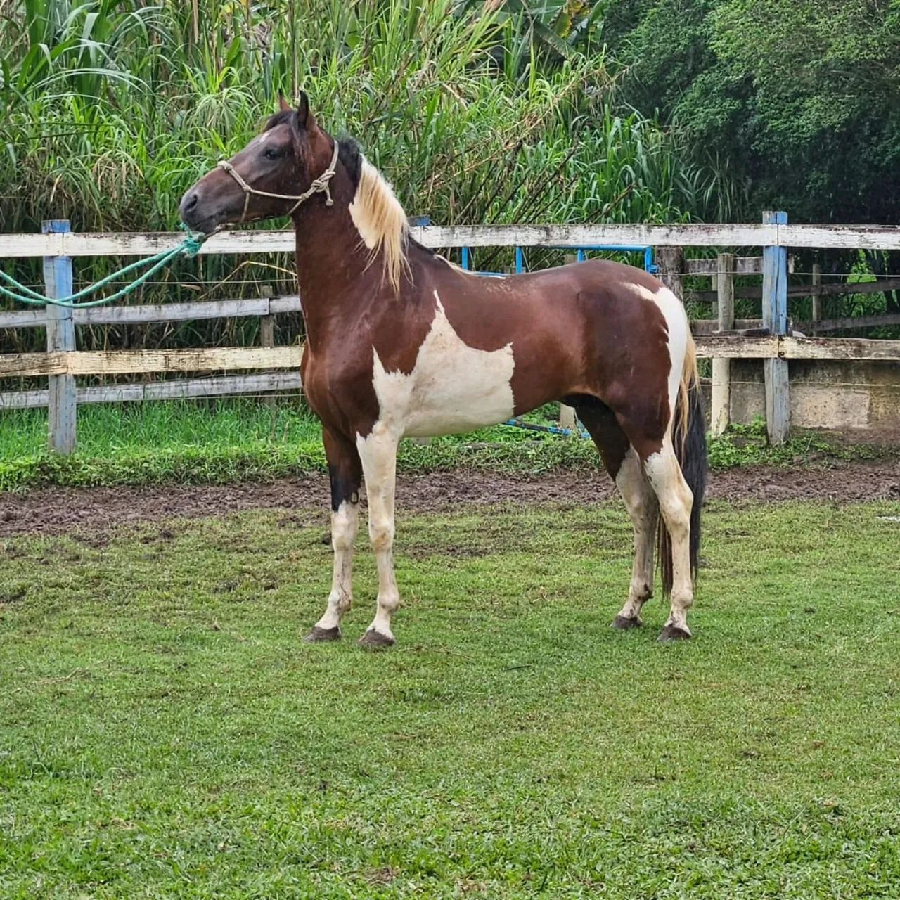 Cavalo filho de Paparazzo de Alcatéia um dos pampas mais premiados no M. Marchador!!!