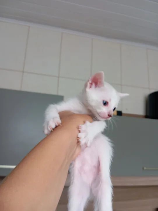 Gatinho Branco - ADOÇÃO RESPONSÁVEL! - Foto 2