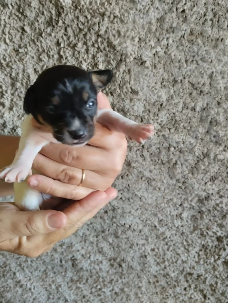 Filhote de Pinscher disponível