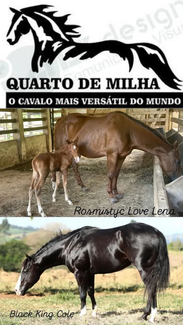 Quarto de Milha