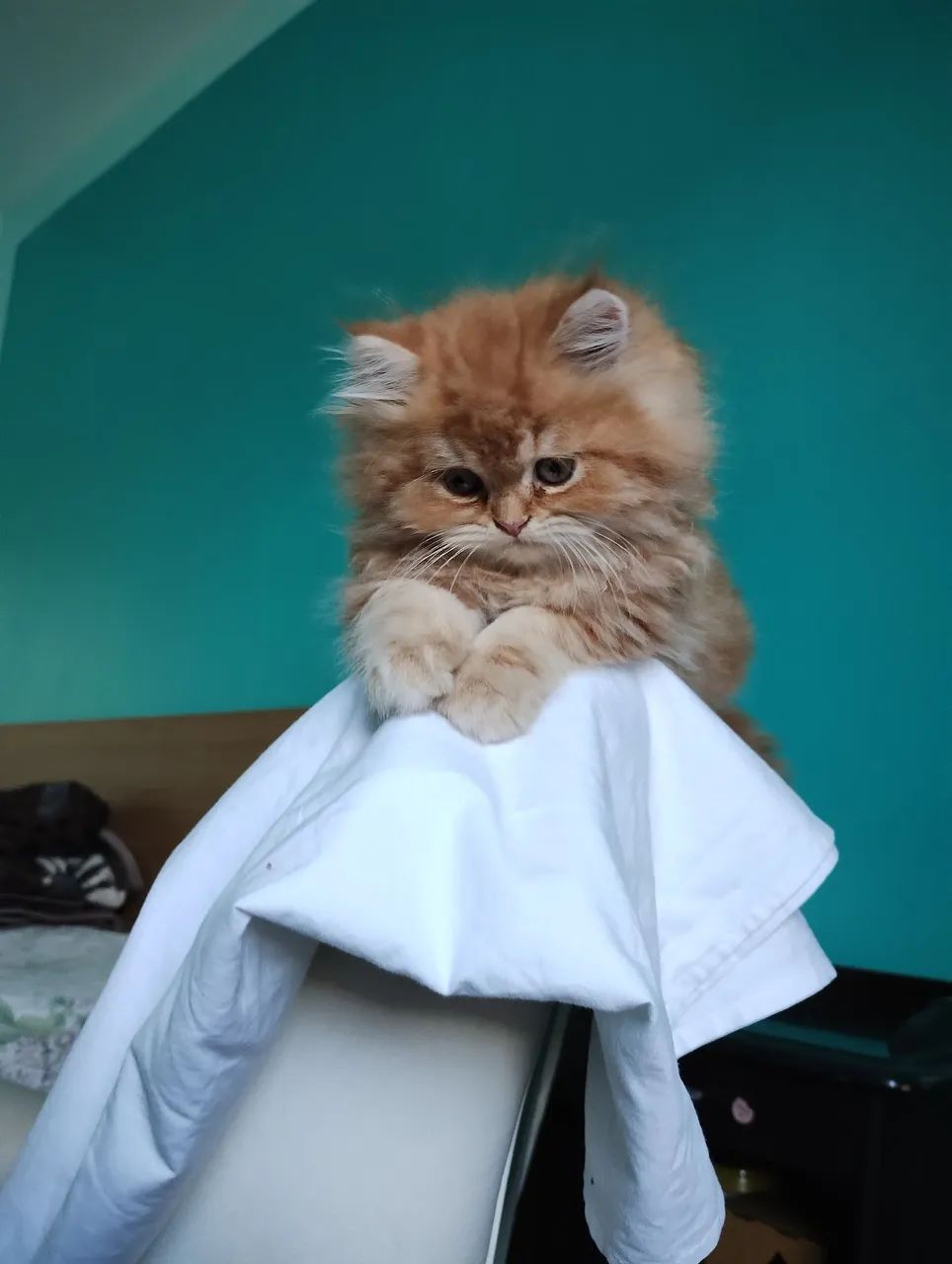 Persa lindos filhotes - Foto 5