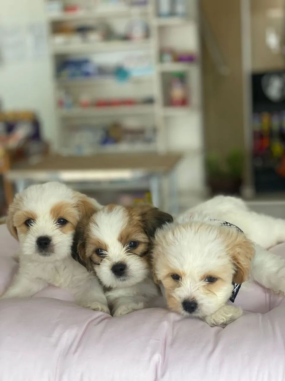 Ah fala sério! Eles não são uma fofura? - Foto 3